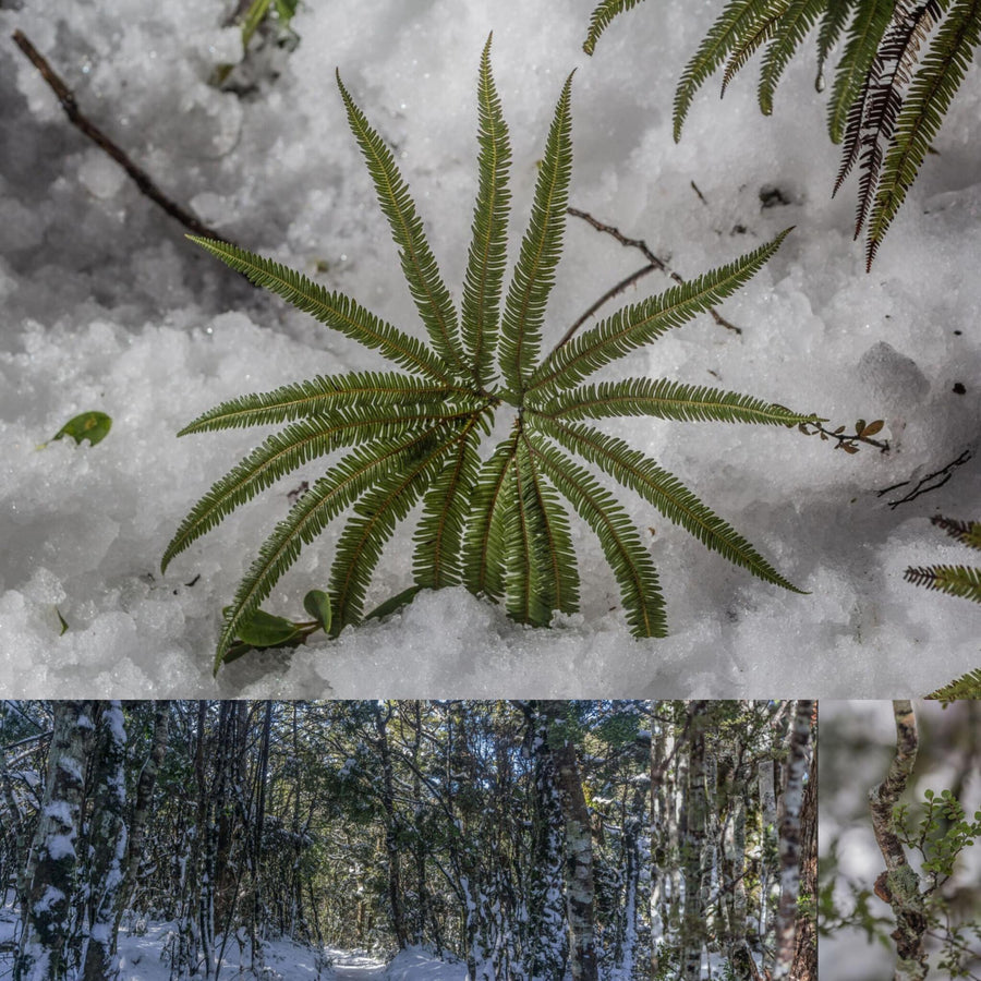 Subtropical Rainforest in Snow