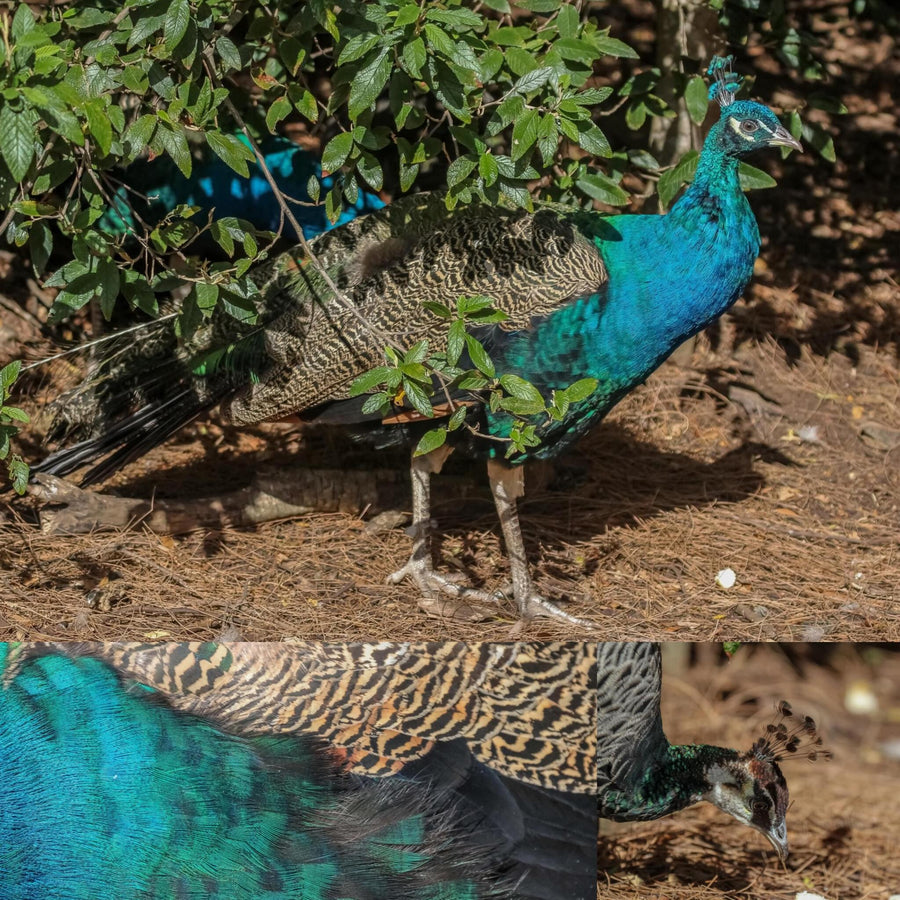 Peacock