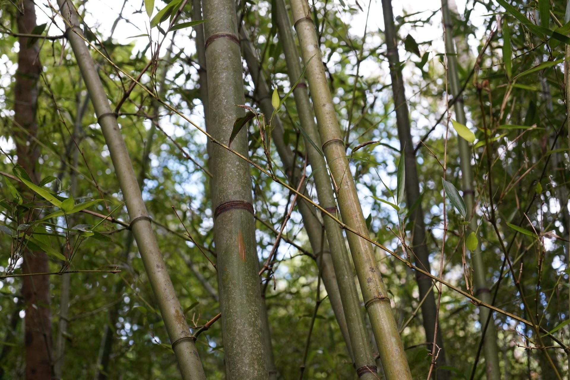 Bamboo Forest