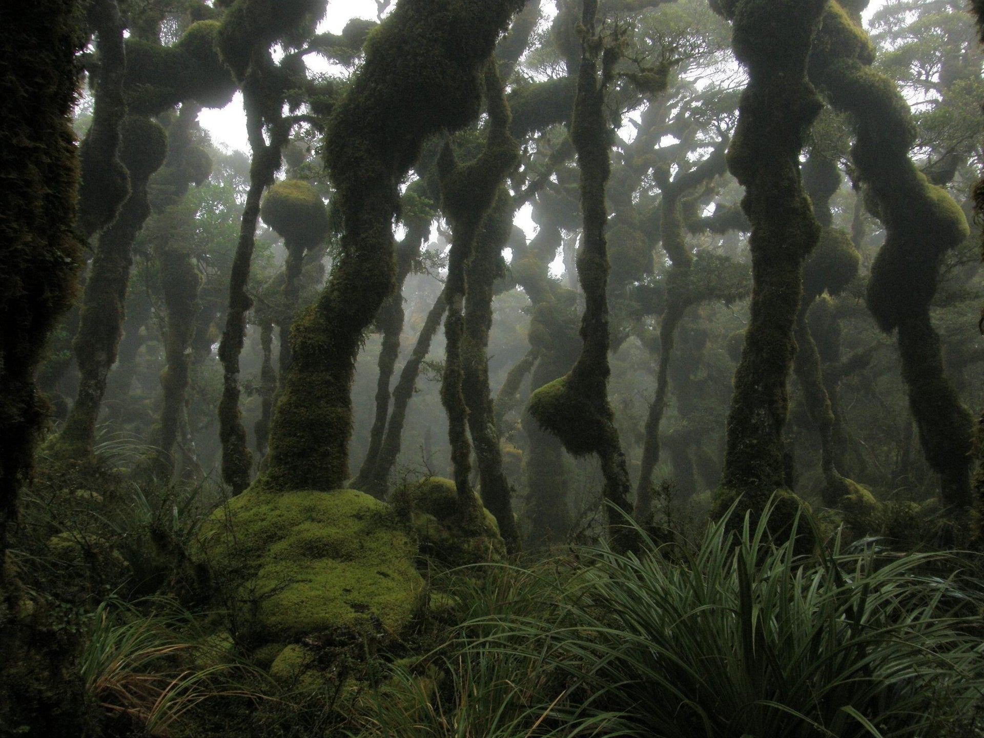 Goblin Forest