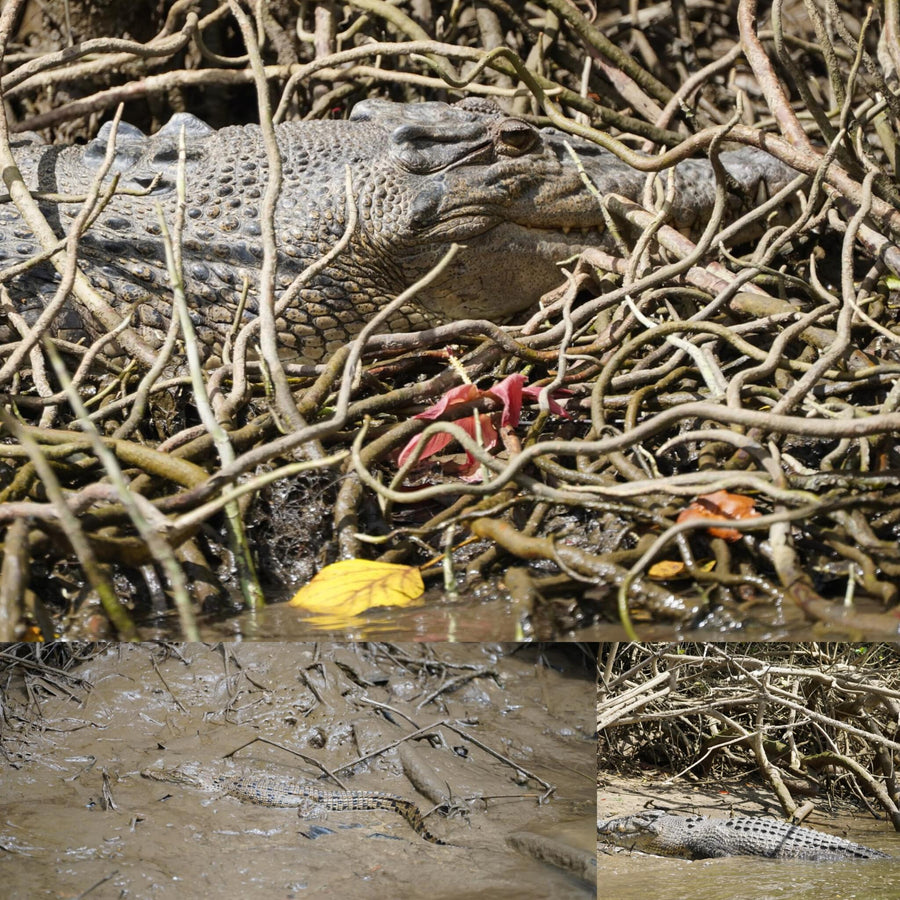 Saltwater Crocodiles in Wild