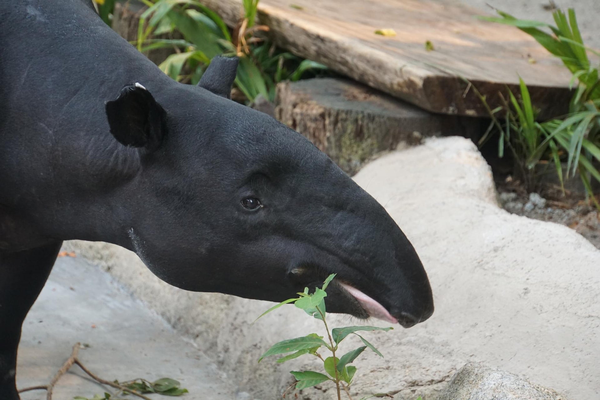 Malayan Tapir