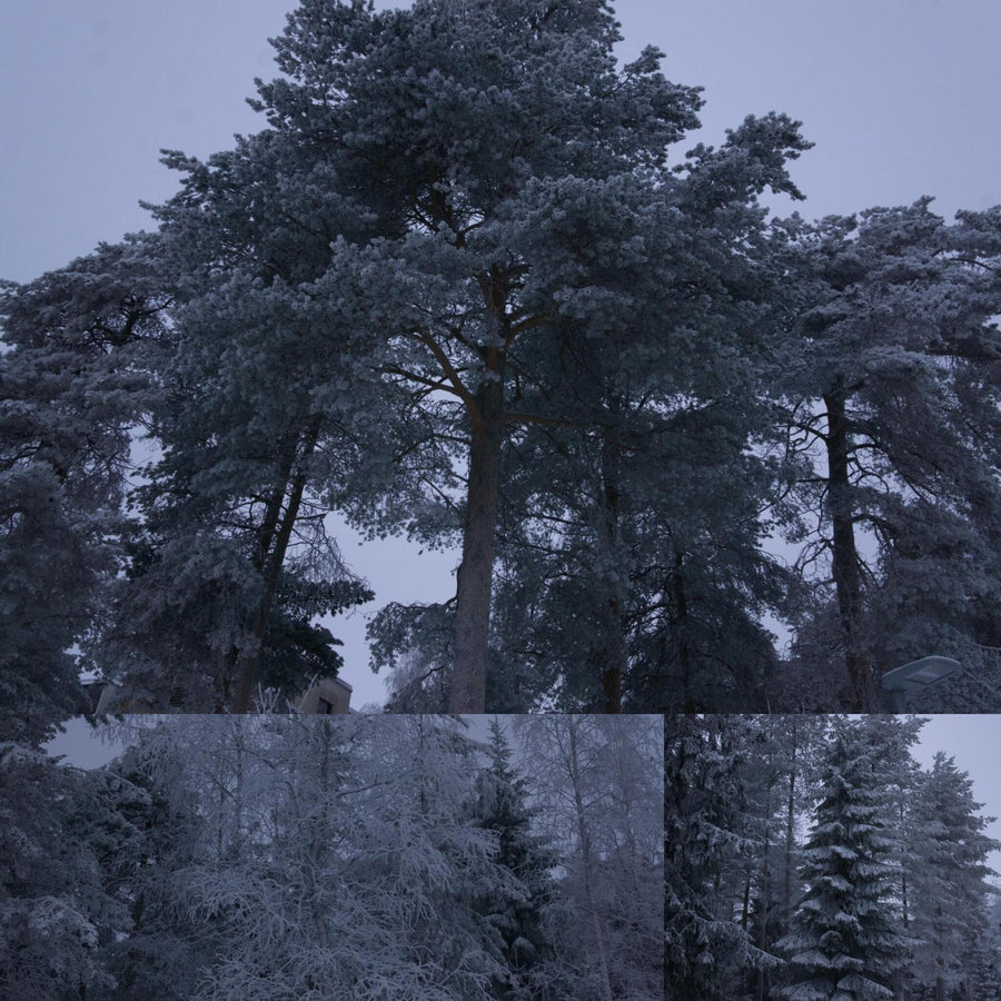 Frosty Trees