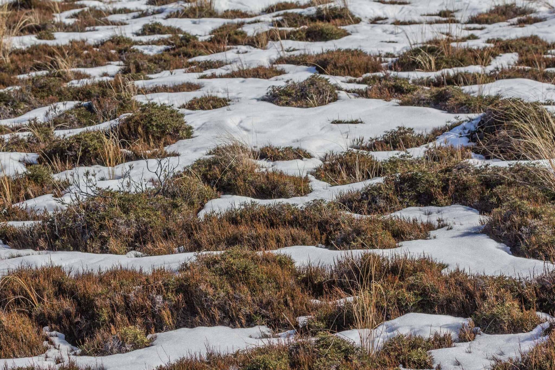 High Altitude Tundra