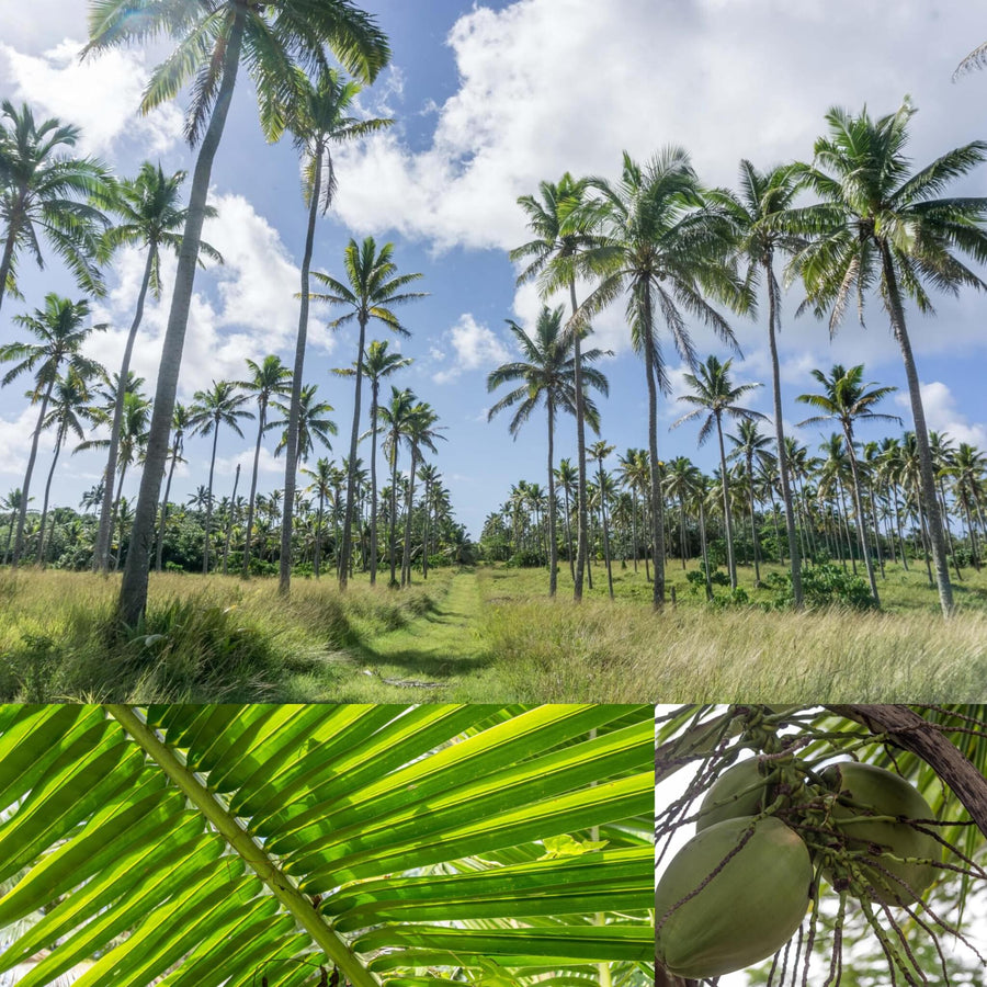 Coconut Palm Tree