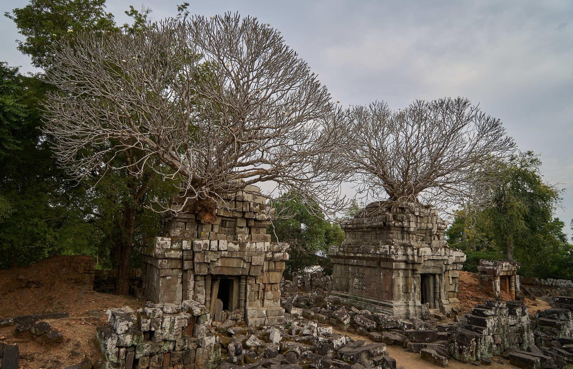 Overgrown Towers Cambodian Temple