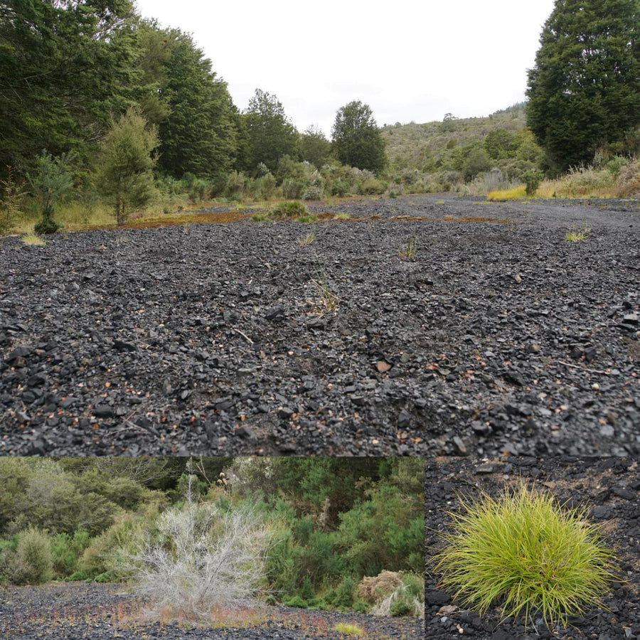 Overgrowing Small Coal Field