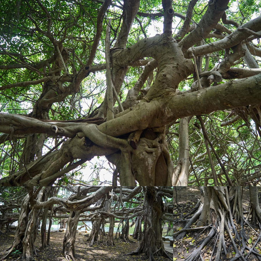 Sprawling Banyan Tree Colony