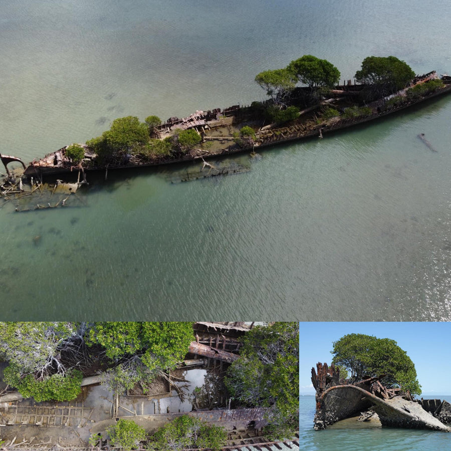 Mangrove Overgrown Shipwreck
