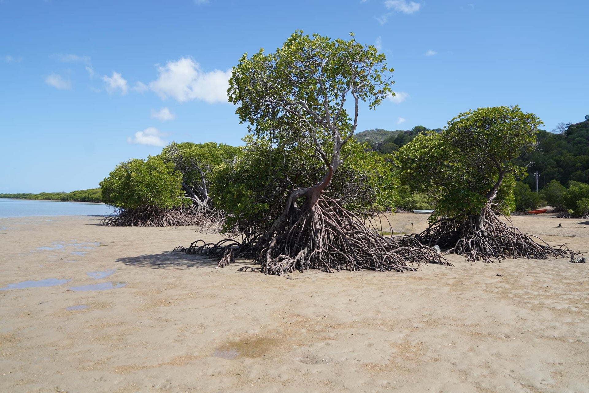 Island Coast Mangrove Forest