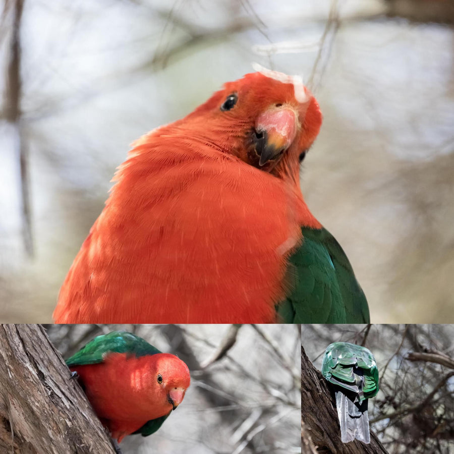 King Parrot