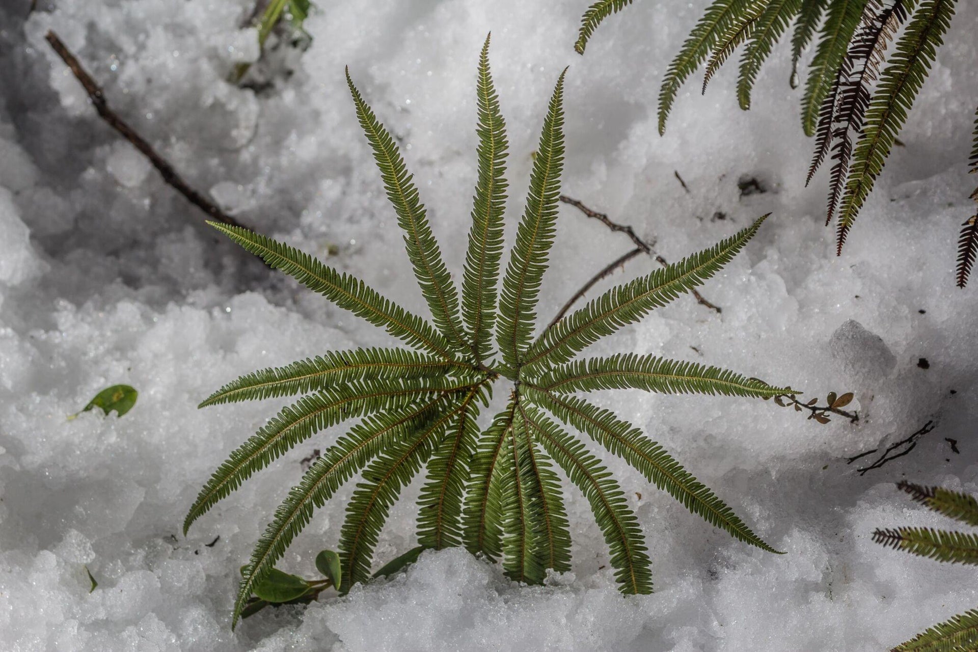 Subtropical Rainforest in Snow