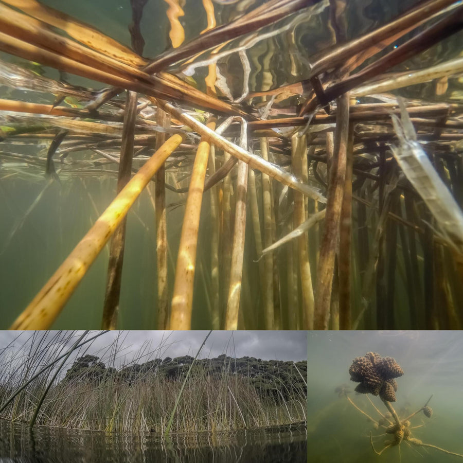 Underwater Ghost Reeds