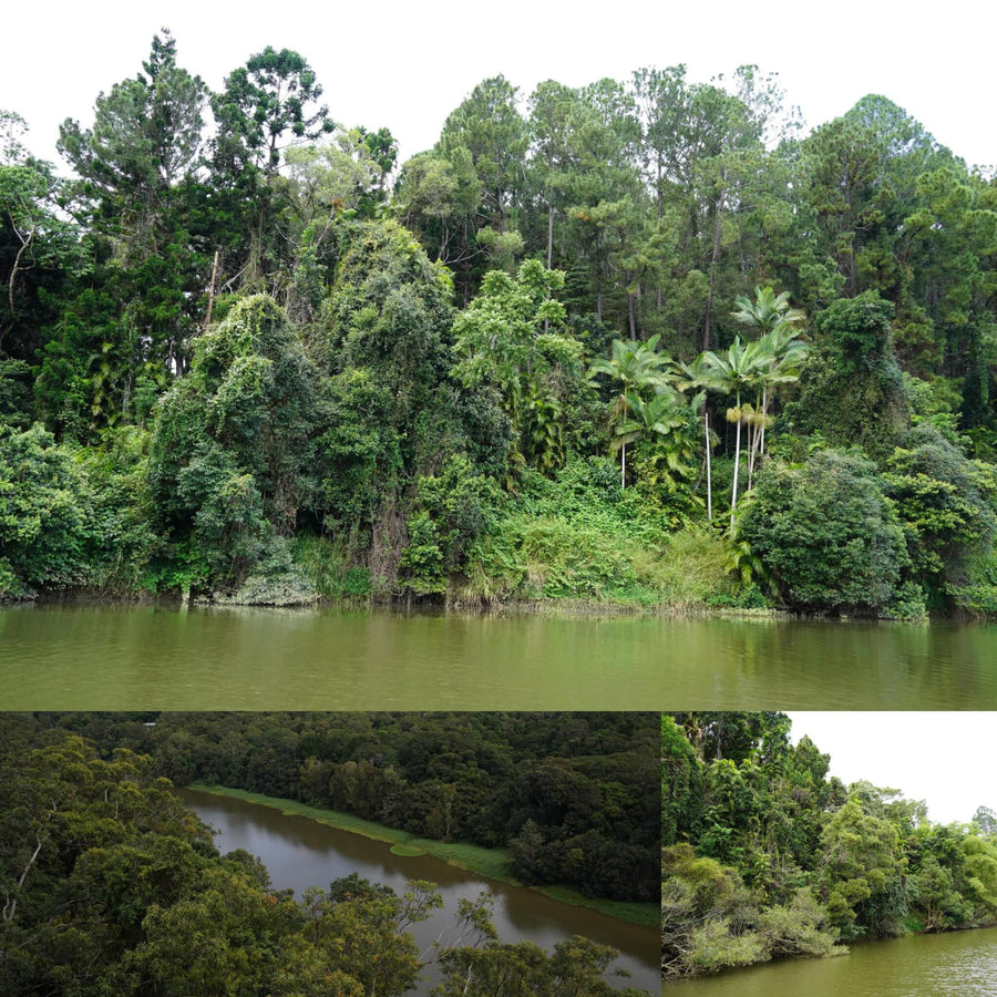 Tropical Rainforest River View