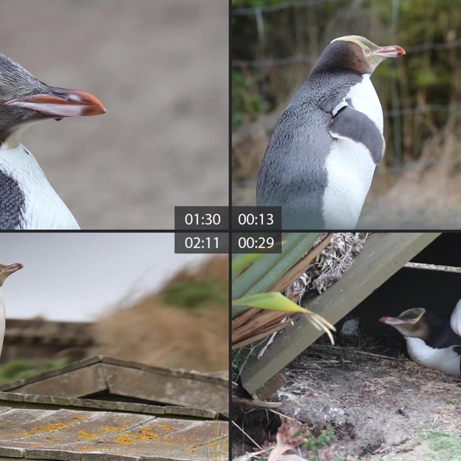 Yellow-Eyed Penguins