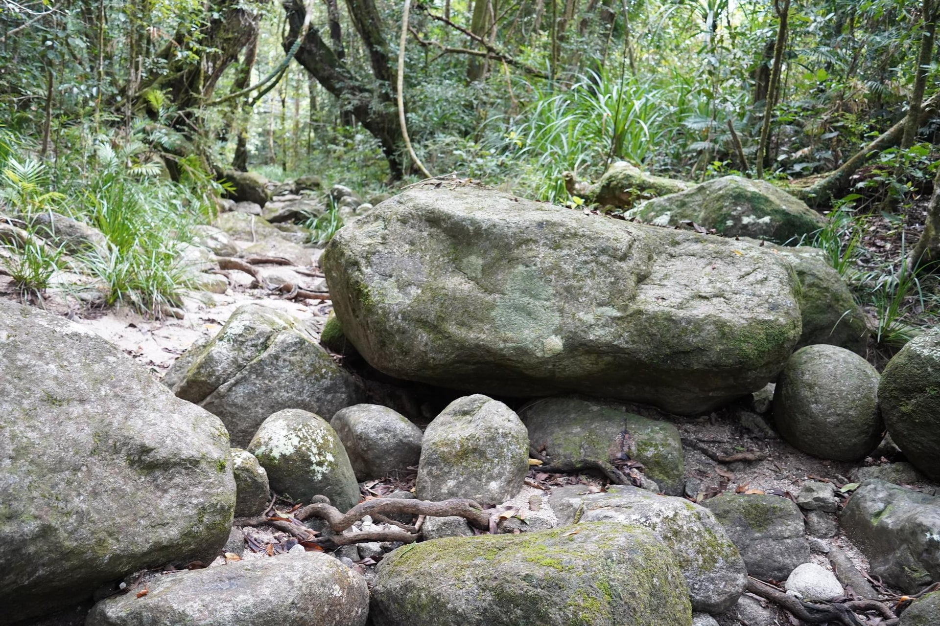 Root Entangled Dry Creek