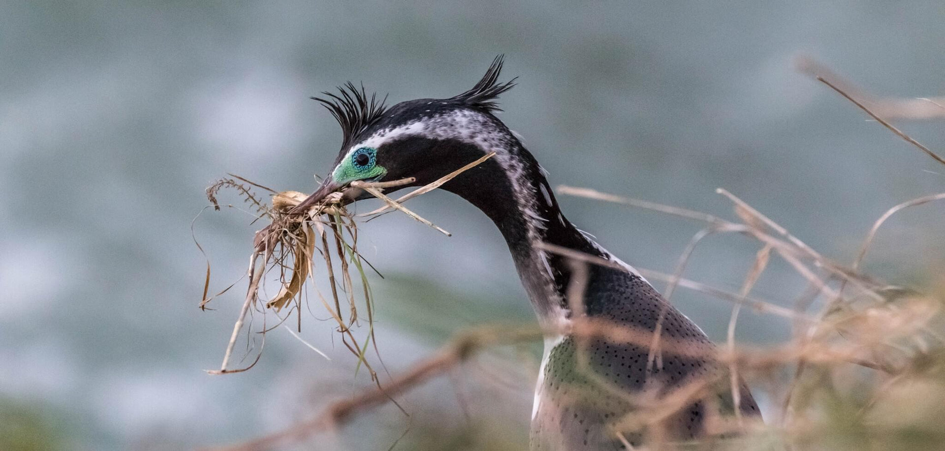 Spotted Shags Cliff Colony