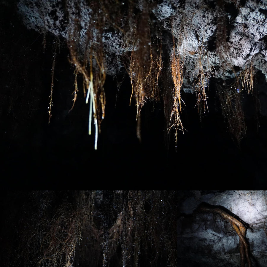 Cave Tree Roots