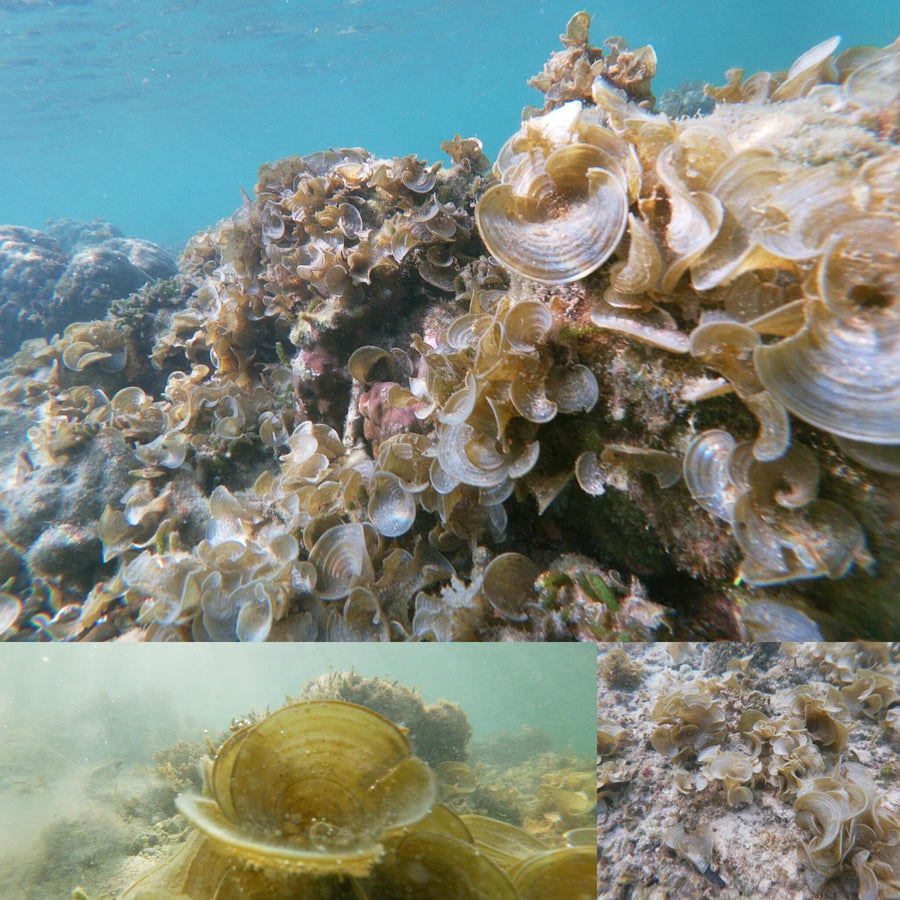 Swirly Soft Corals