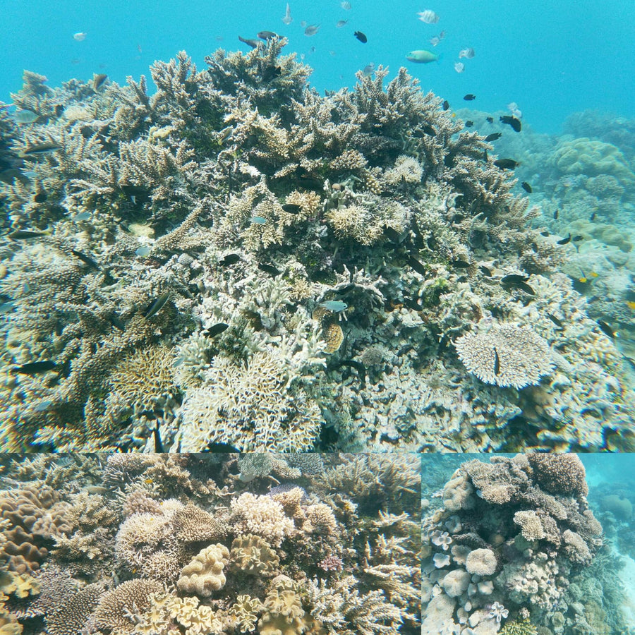 Great Barrier Coral Reef Clear Water