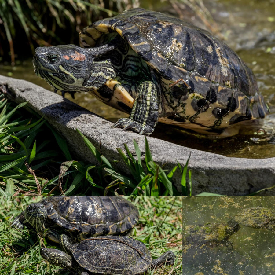 Red-Eared Terrapin and Reeves Turtles