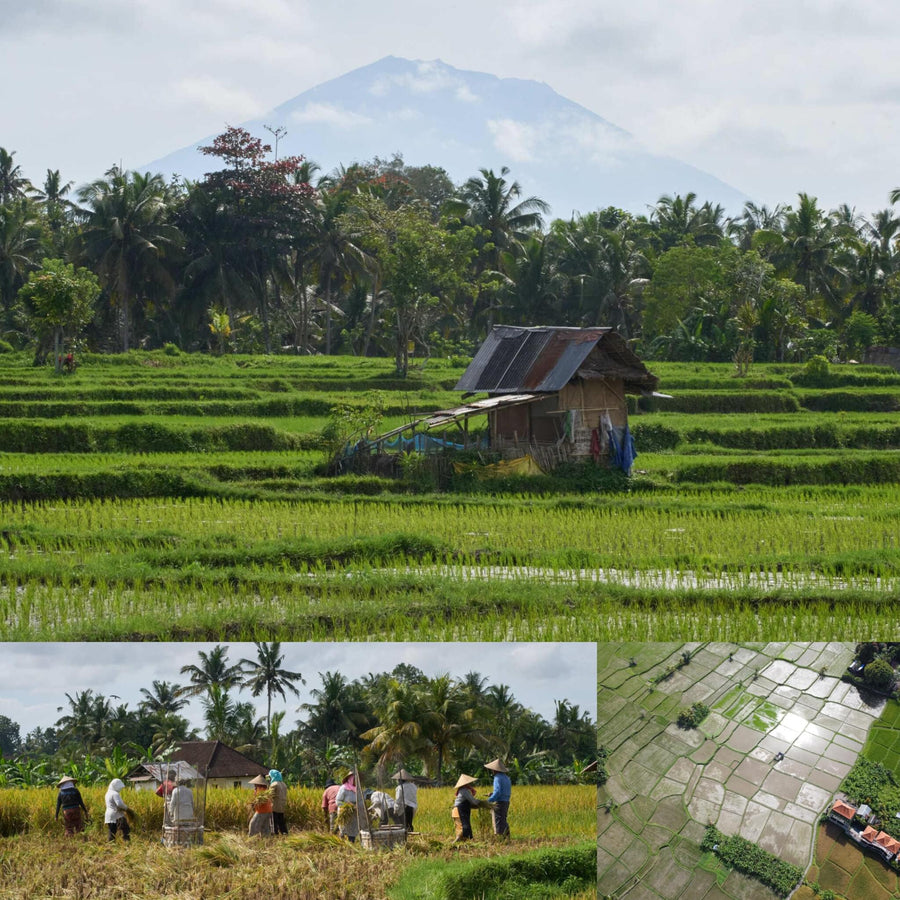 Bali Rice Paddies