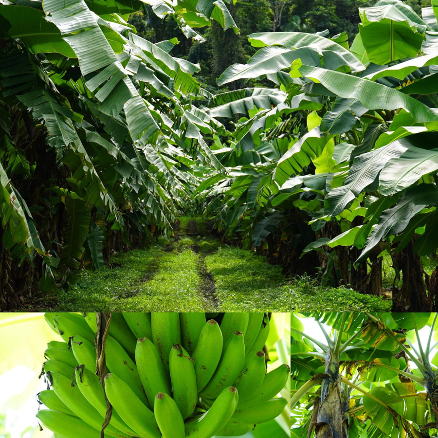 Banana Palm Plantation