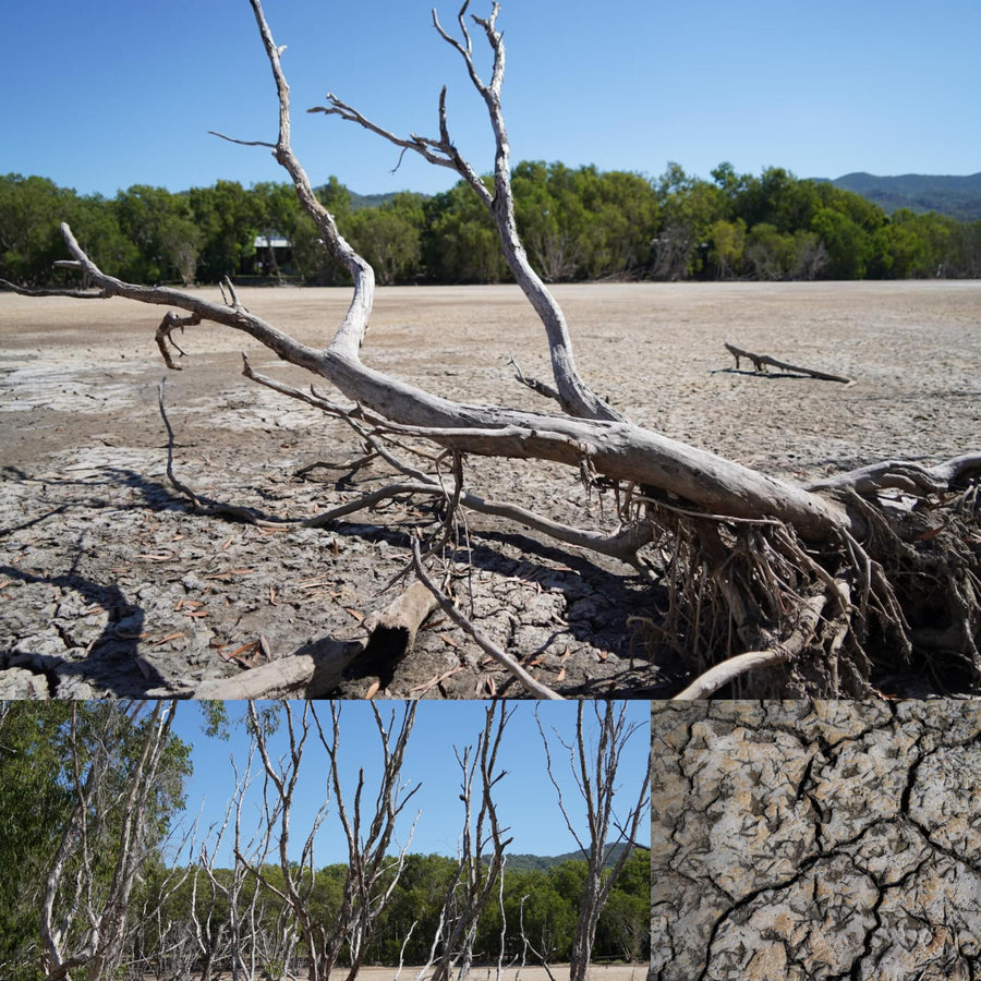 Eucalyptus Dry Swamp