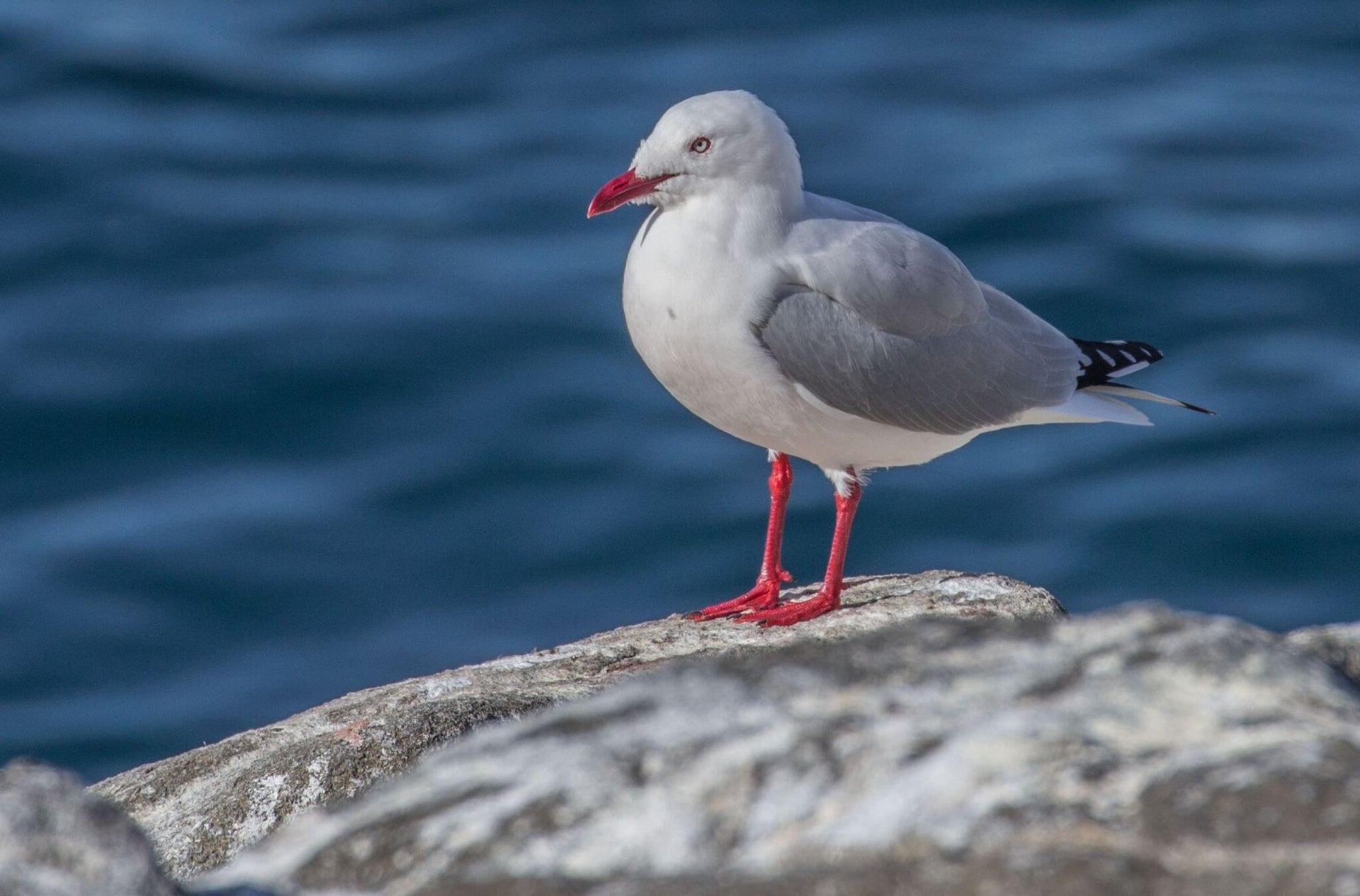 Seagulls