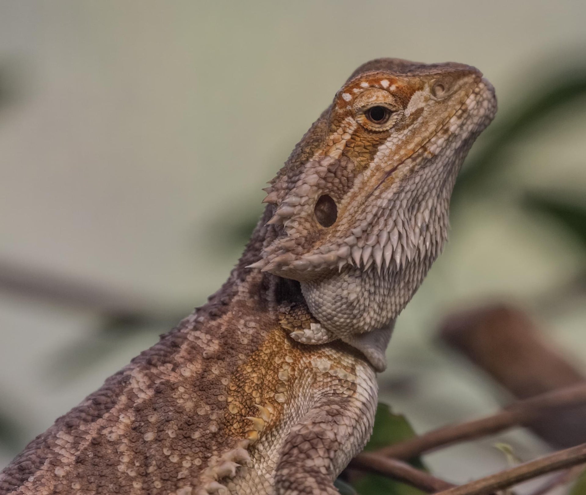 Eastern Bearded Dragon