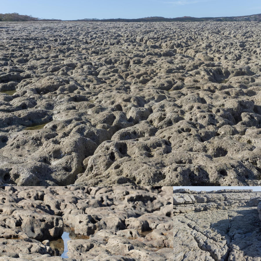 Sponge Marine Rocks and Boulders