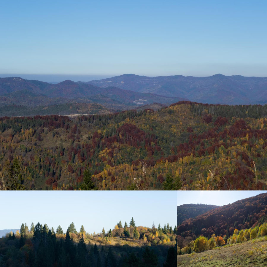 Carpathian Mountains in Autumn