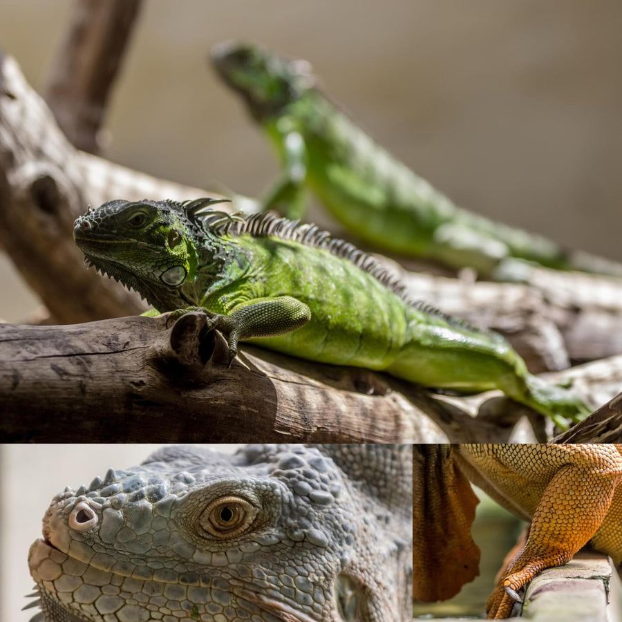 Green Iguana Lizards