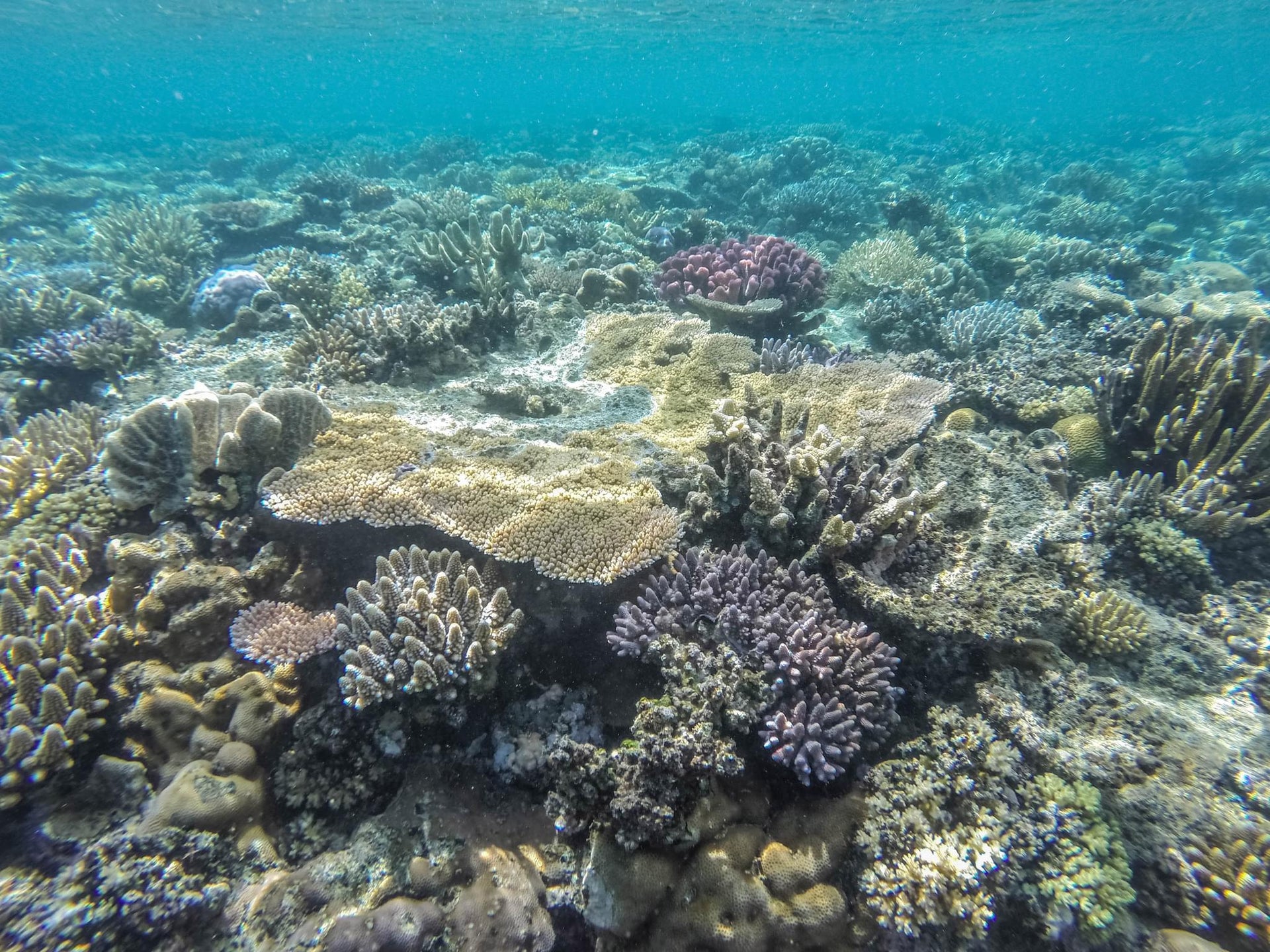 Fiji Islands Underwater