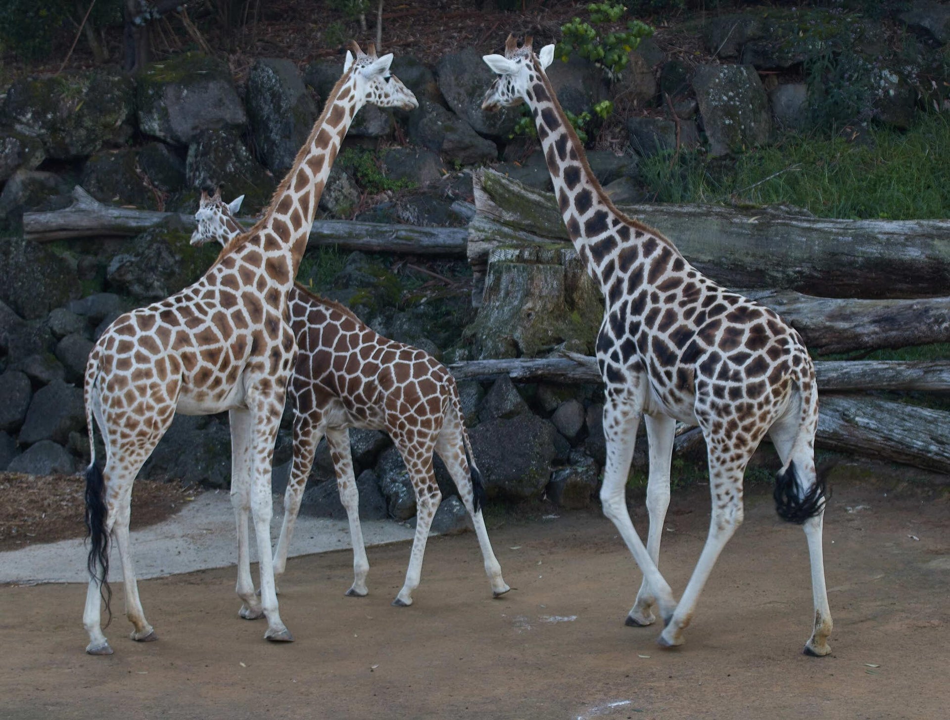 Giraffes