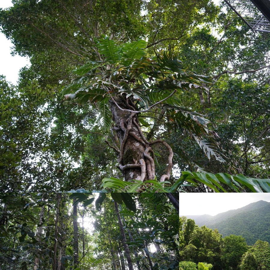 Tropical Forest Skywalk View