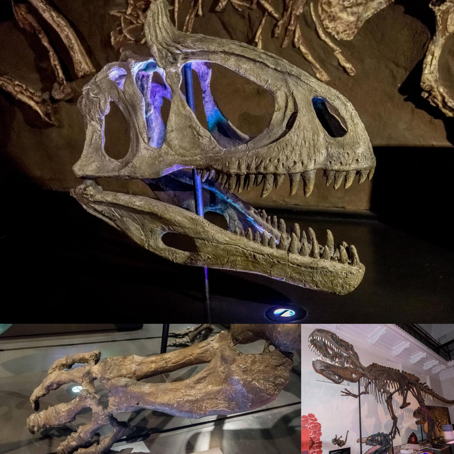 Dinosaur Skeletons