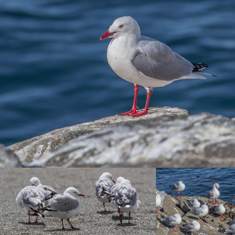 Seagulls