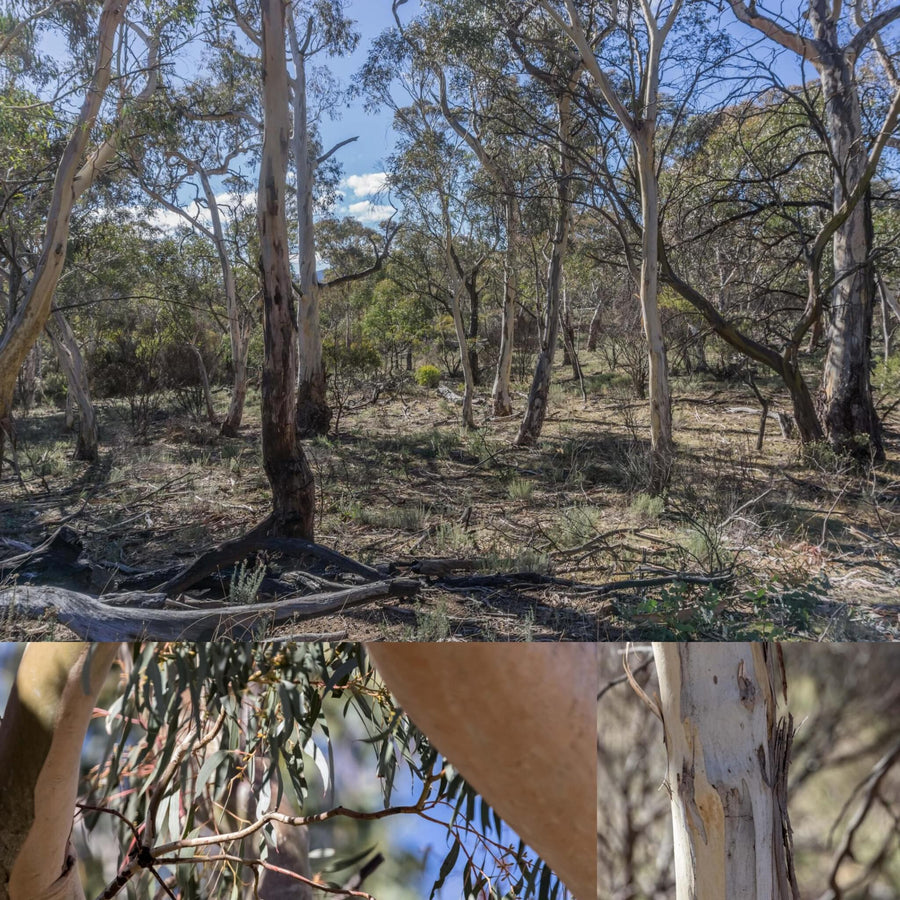 Eucalyptus Forest