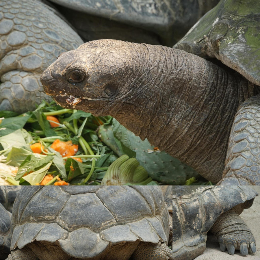 Giant Tortoise