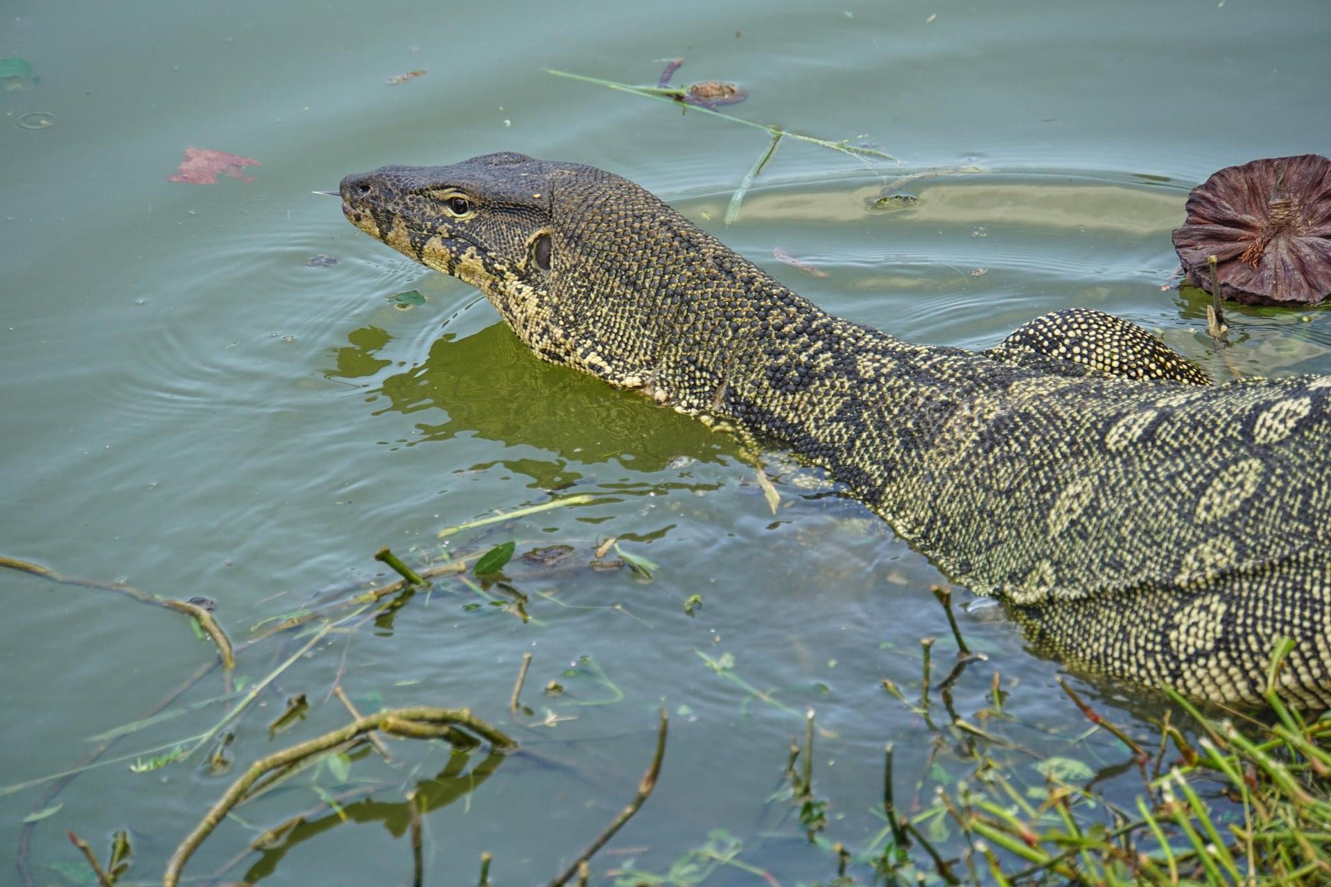 Water Monitor Lizard