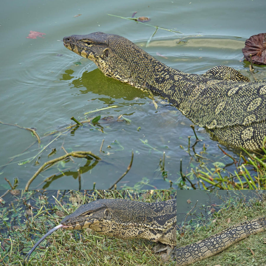 Water Monitor Lizard