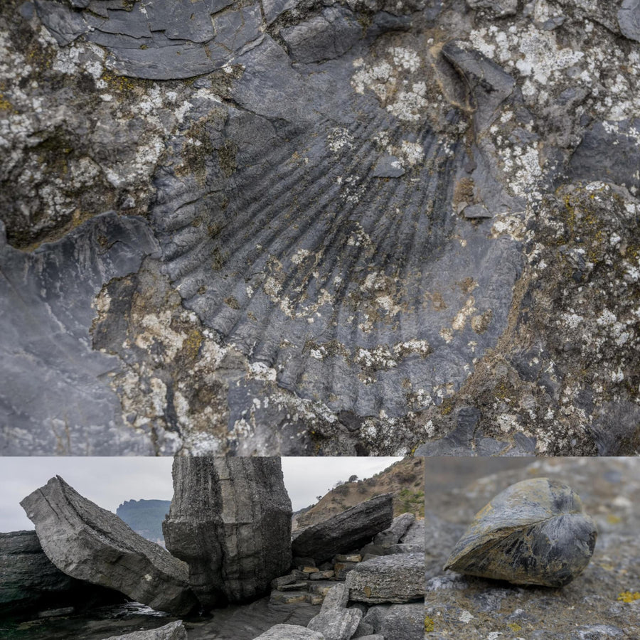 Fossilized Shells Cliff Formation