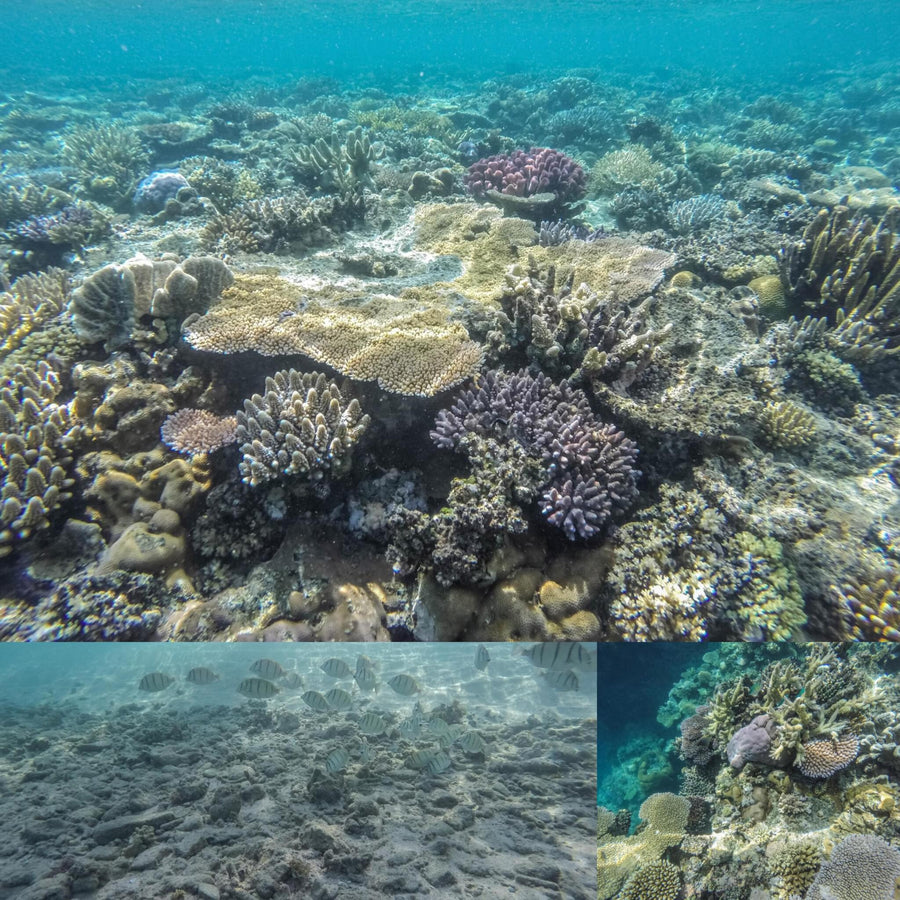 Fiji Islands Underwater