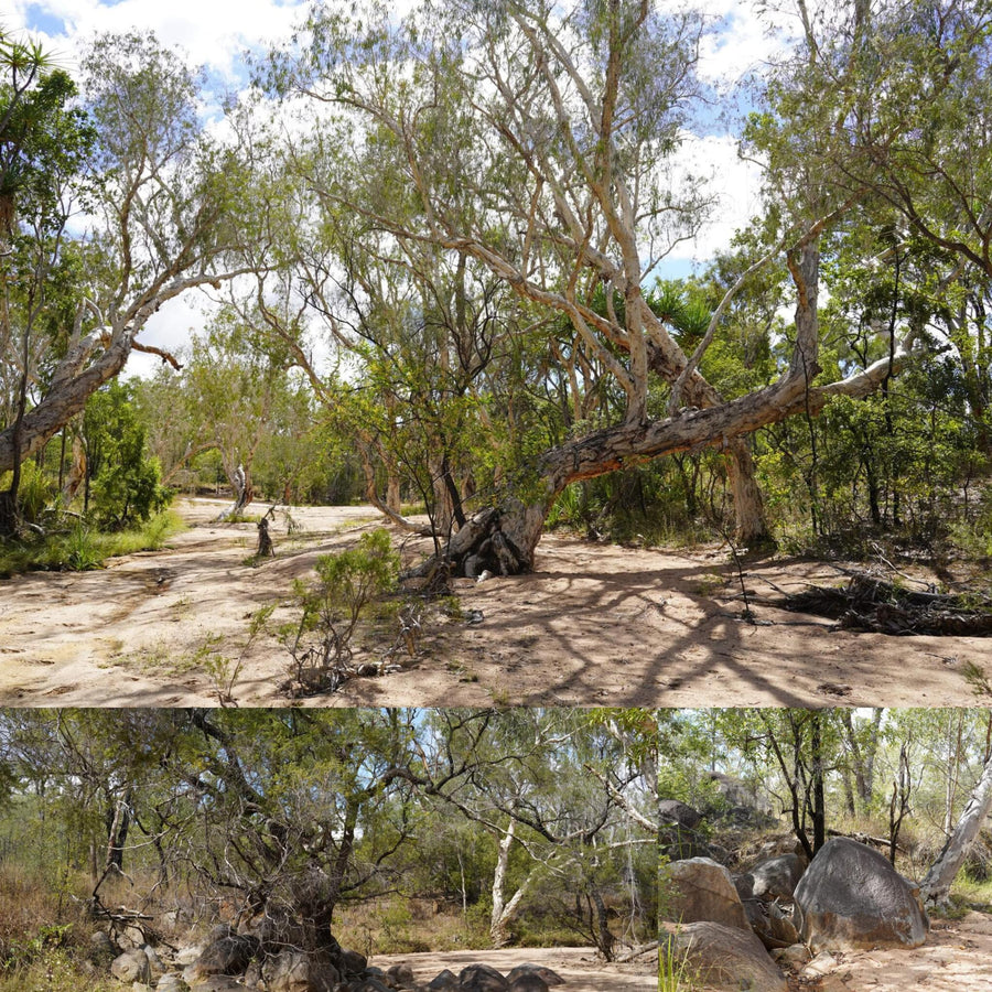 Sandy Dried Out Stream