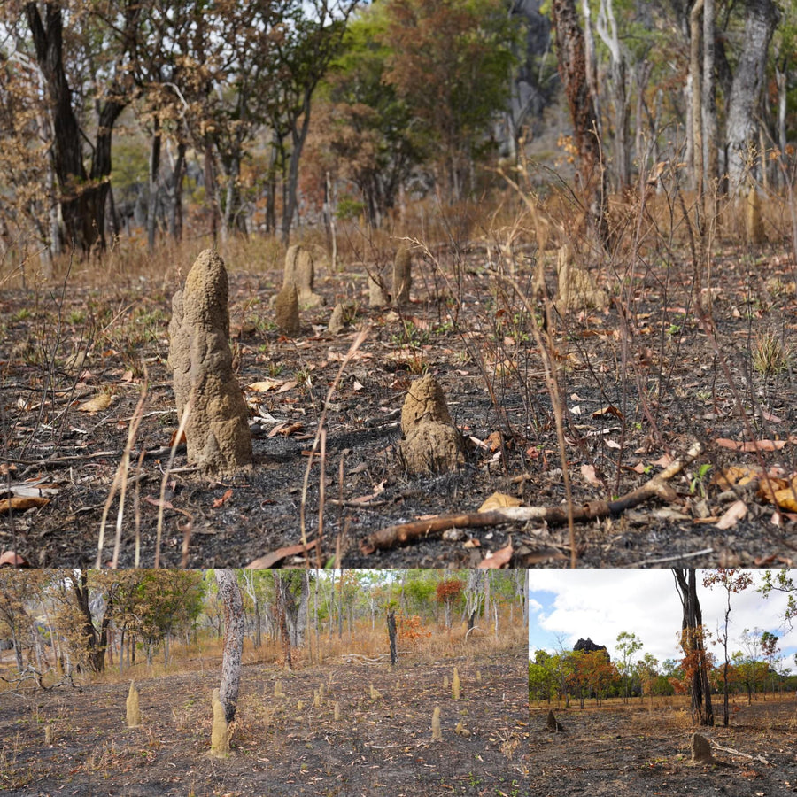 Burned Termite Bush Forest