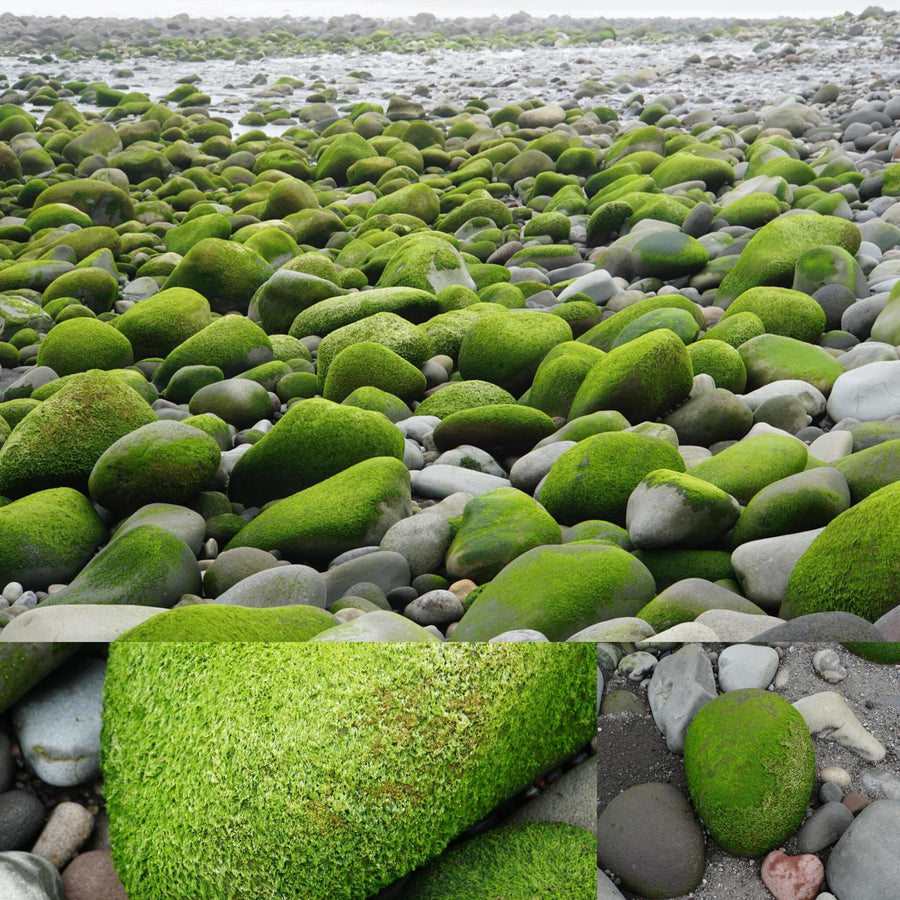 Wet Green Mossy Pebbles