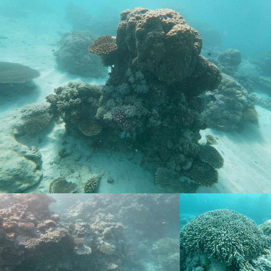 Great Barrier Coral Reef and Sandy Floor