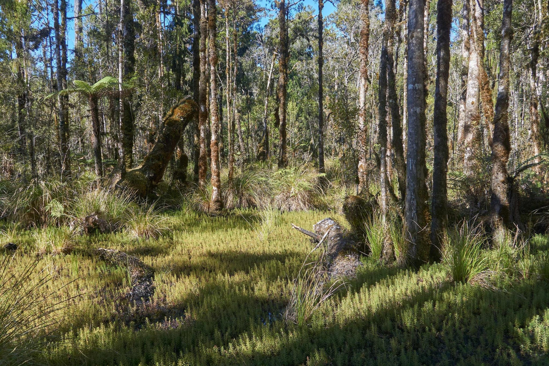 Riverbank Swampy Forest