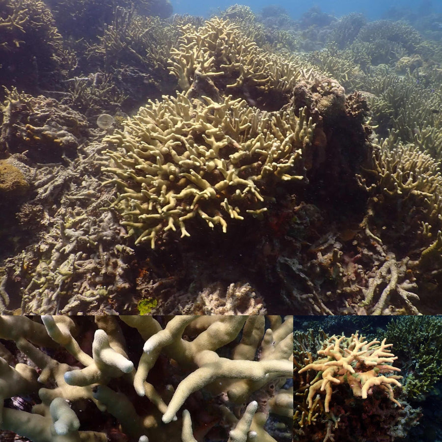 Hard Coral Bushes